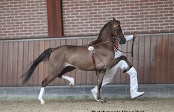 Hackneykeuring Nederlands Hackney Stamboek levert 10 goedgekeurde hengsten op en 2 mooie algemeen kampioenen.